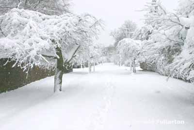Snow scene